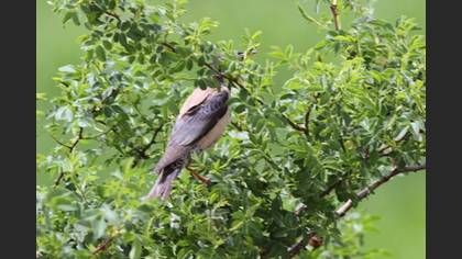 Rosy Starling