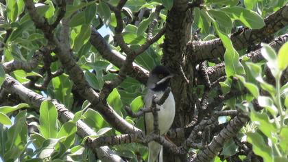Karaboğazlı ötleğen