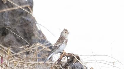 Sarıgagalı ketenkuşu