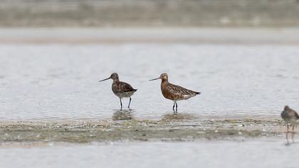 Kıyı çamurçulluğu