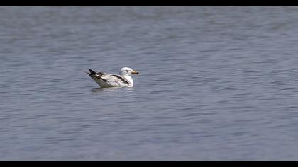 Van gölü martısı