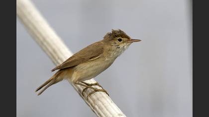 Common Reed Warbler