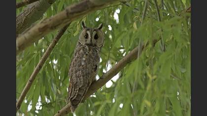 Long-eared Owl