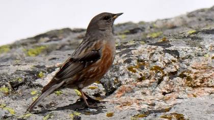 Alpine Accentor