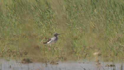 Bataklık düdükçünü