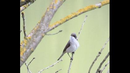 Küçük akgerdanlı ötleğen