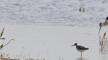 Orman düdükçünü