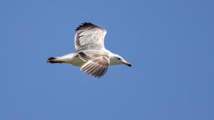 Van gölü martısı