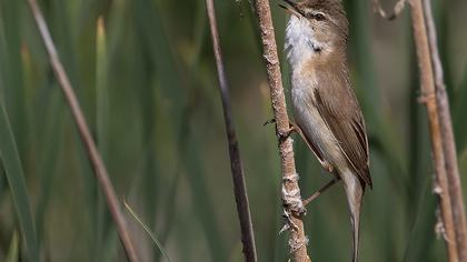 Doğu kamışçını