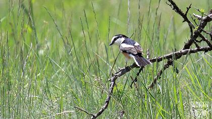 Maskeli örümcekkuşu