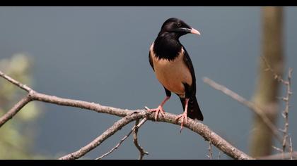 Rosy Starling