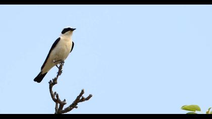 Lesser Grey Shrike