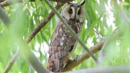 Kulaklı orman baykuşu