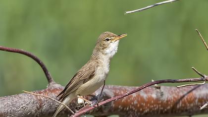 Eastern Olivaceous Warbler
