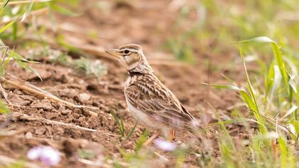 Küçük boğmaklı toygar