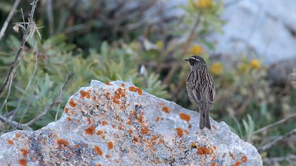 Sürmeli dağbülbülü