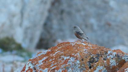 Büyük dağbülbülü