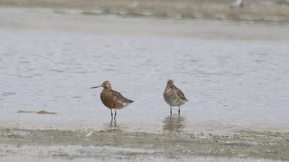 Kıyı çamurçulluğu