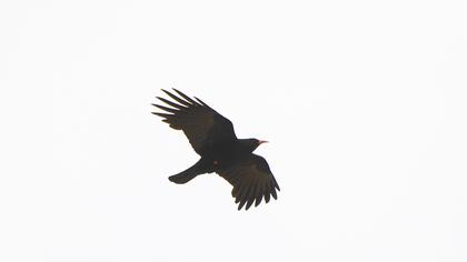 Red-billed Chough