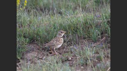 Bimaculated Lark