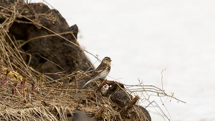 Sarıgagalı ketenkuşu