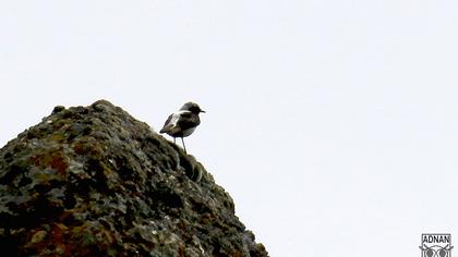 Aksırtlı kuyrukkakan