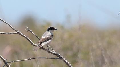 Karaalınlı örümcekkuşu