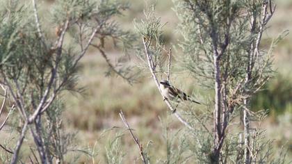 Kızılsırtlı örümcekkuşu