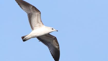 Küçük gümüş martı