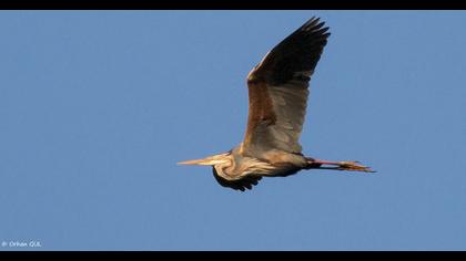Purple Heron