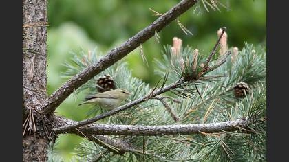Green Warbler