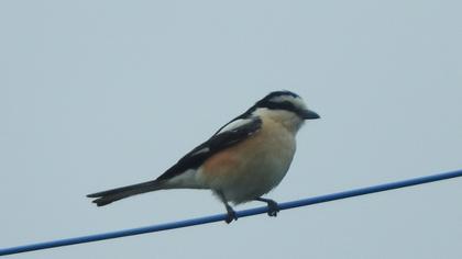 Maskeli örümcekkuşu