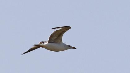 Van gölü martısı