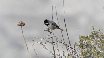 Karaboğazlı ötleğen