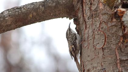 Orman tırmaşıkkuşu