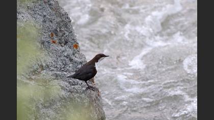 White-throated Dipper