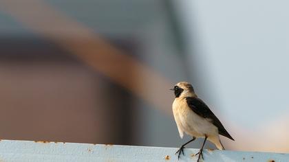 Karakulaklı kuyrukkakan