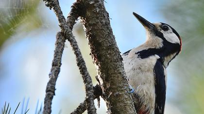 Orman alaca ağaçkakanı