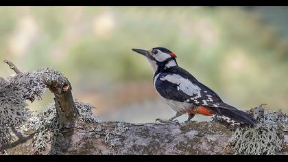 Orman alaca ağaçkakanı