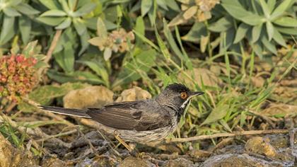 Karaboğazlı ötleğen