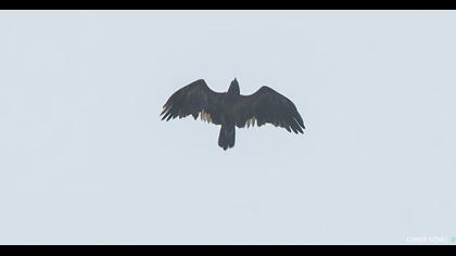 Küçük orman kartalı