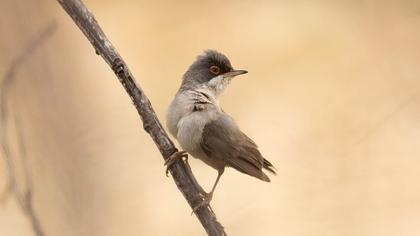 Pembegöğüslü ötleğen