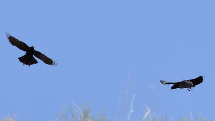 Sarıgagalı dağ kargası