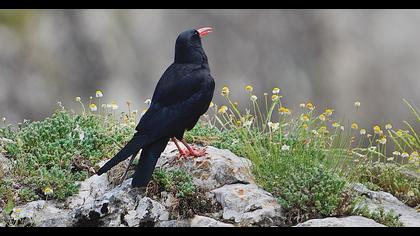 Kırmızıgagalı dağ kargası