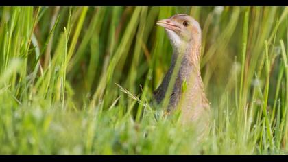 Bıldırcınkılavuzu