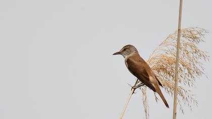 Büyük kamışçın