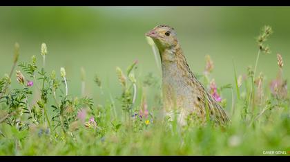 Bıldırcınkılavuzu