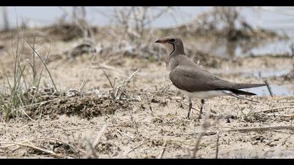 Bataklıkkırlangıcı