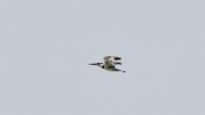 Pied Kingfisher
