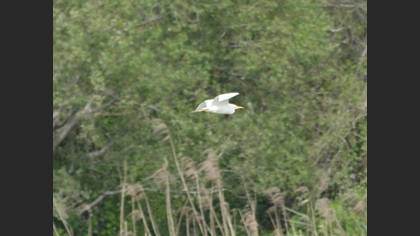 Western Cattle Egret